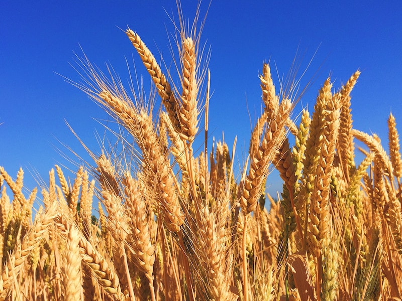 Wheat in a field
